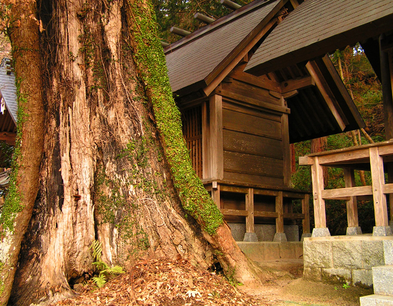 Japan - a Shinto Shrine in Fukuoka 11