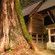 Japan - a Shinto Shrine in Fukuoka 11