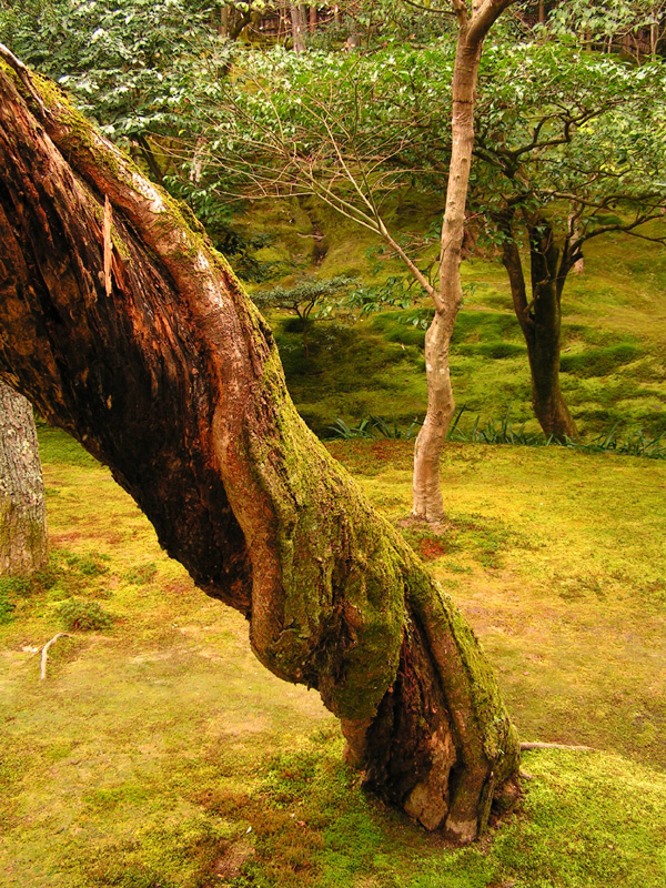 Japan - Kyoto - in the garden of Ginkakuji 02