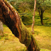 Japan - Kyoto - in the garden of Ginkakuji 02