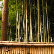 Japan - Kyoto - bamboos in Ginkakuji Temple