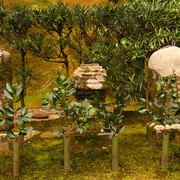 A Japanese garden in Ginkakuji Temple (Kyoto)