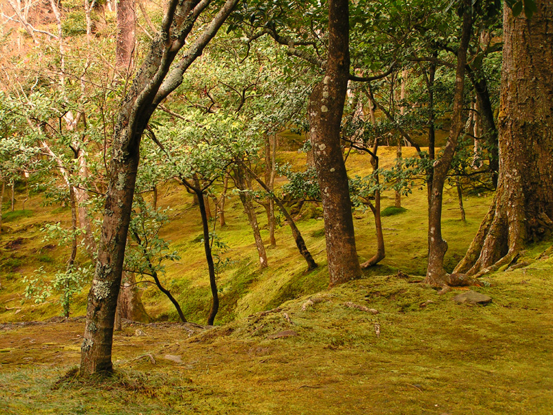 Japan - Kyoto - in the garden of Ginkakuji 01