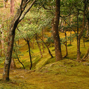 Japan - Kyoto - in the garden of Ginkakuji 01