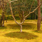 Japan - Kyoto - in the garden of Ginkakuji 04