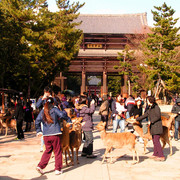 Japan - Nara