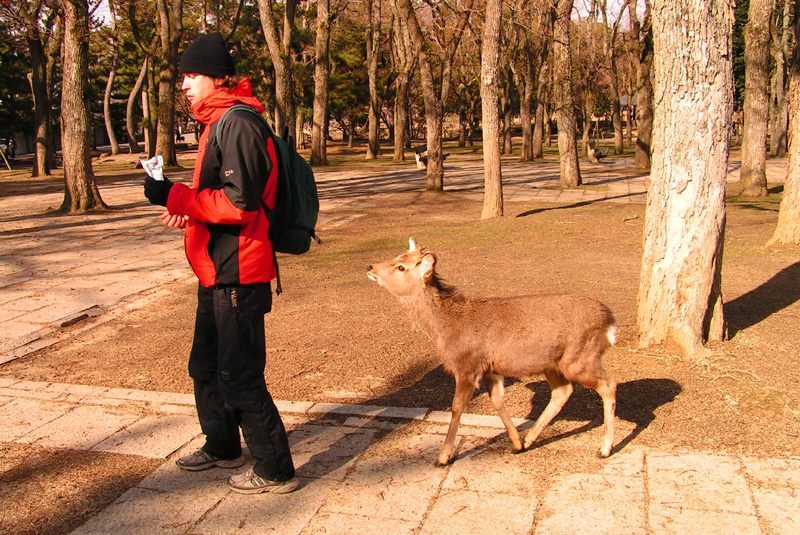 Japan - Nara Shika deer following Brano