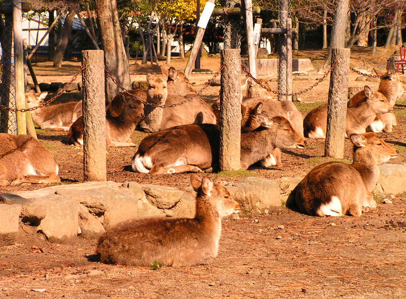 Japan - Nara Shika deers