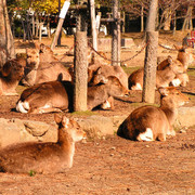 Japan - Nara Shika deers