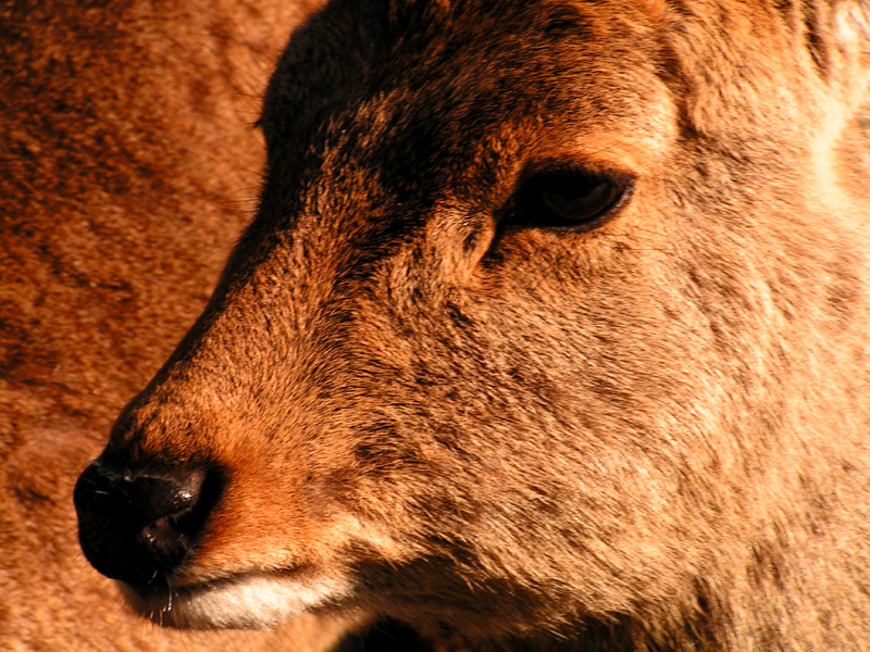 Japan - Nara Shika deer