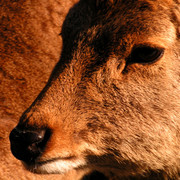 Japan - Nara Shika deer