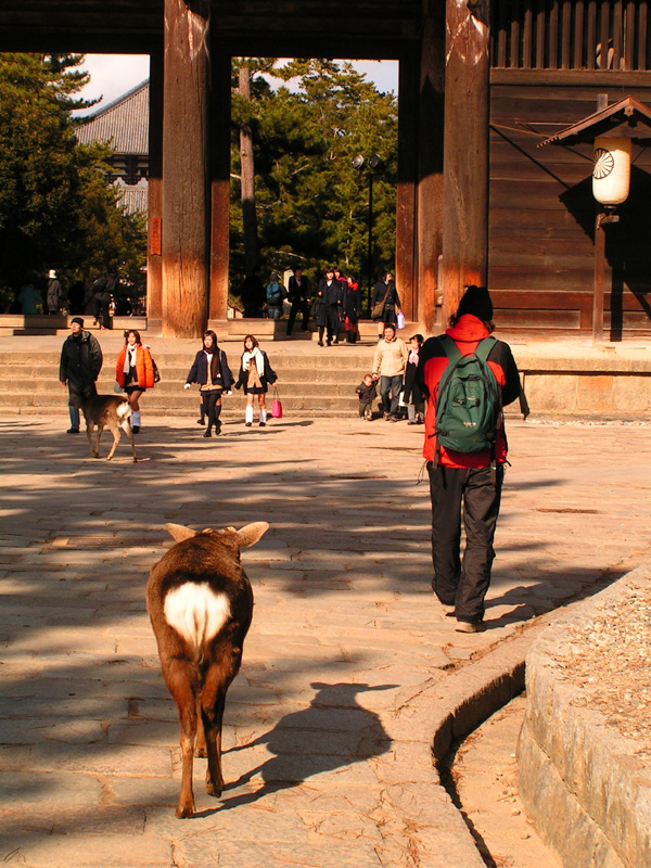 Japan - Nara deer following Brano