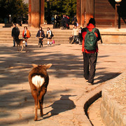 Japan - Nara deer following Brano