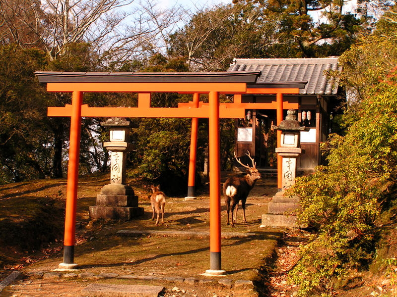 Japan - deers in Nara Park
