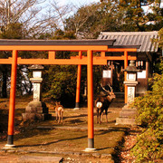 Japan - deers in Nara Park