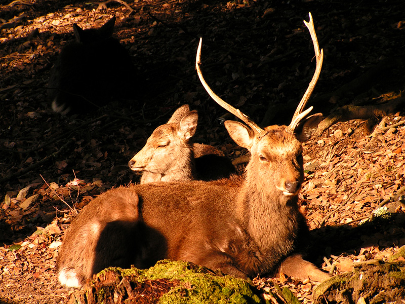 Japan - Nara - deers in Kasuga Grand Shrine