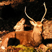 Japan - Nara - deers in Kasuga Grand Shrine