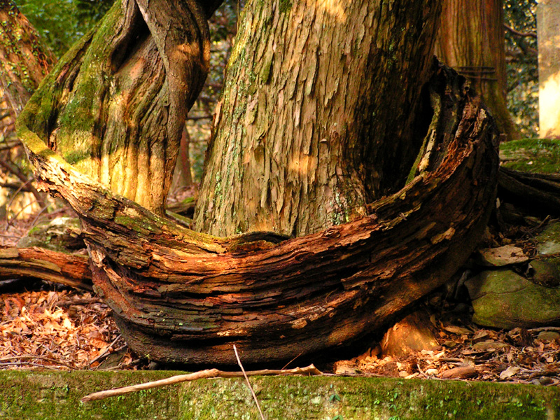 Japan - Nara - trees in Kasuga Grand Shrine