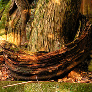 Japan - Nara - trees in Kasuga Grand Shrine