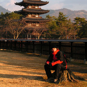 Japan - Nara - Brano in Kofukuji complex