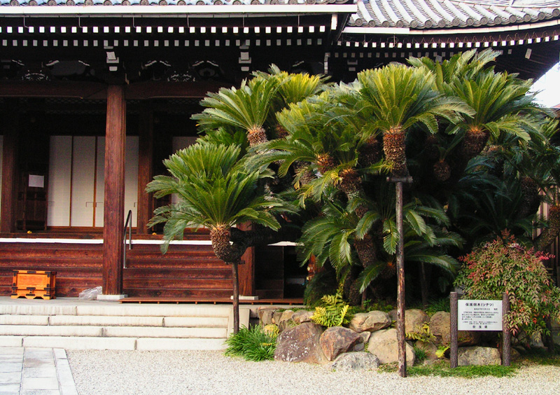 Japan - in the streets of Nara 01