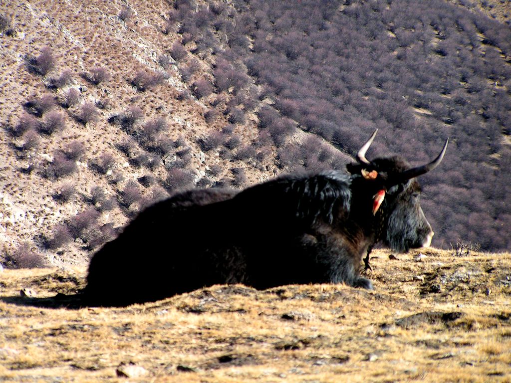 Tibet - Ganden monastery 19