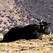 Tibet - Ganden monastery 19