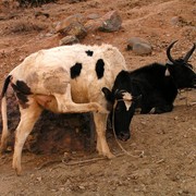 Tibet - Shigatse 32