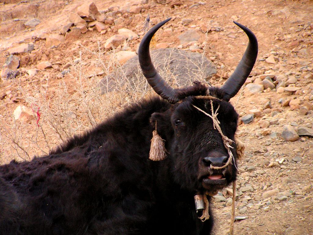 Tibet - Shigatse 33