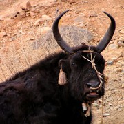 Tibet - Shigatse 33