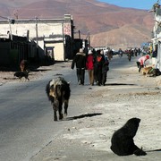 Tibet - Tingri 16