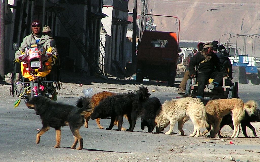 Tibet - Tingri street full of pidogs