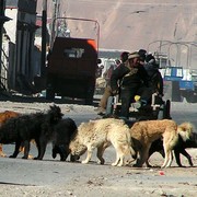 Tibet - Tingri street full of pidogs