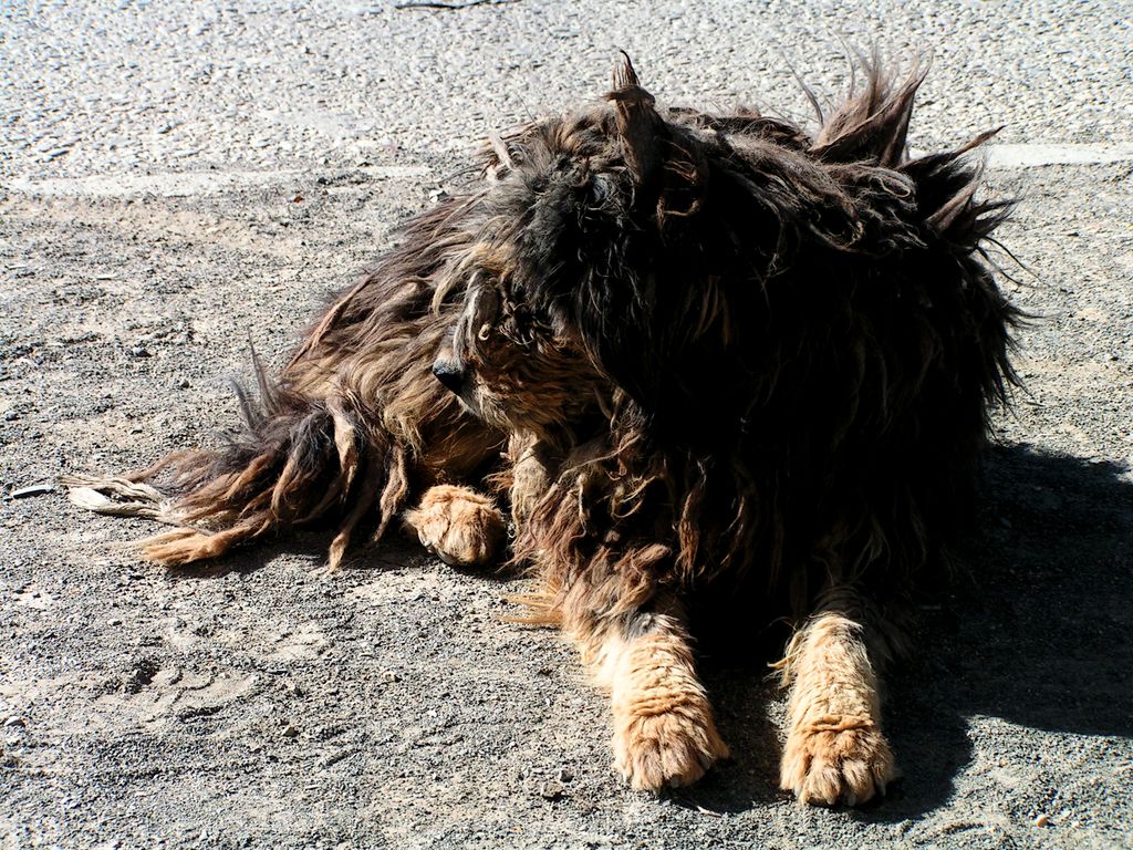 Tibet - a Tingri pidog