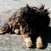 Tibet - a Tingri pidog