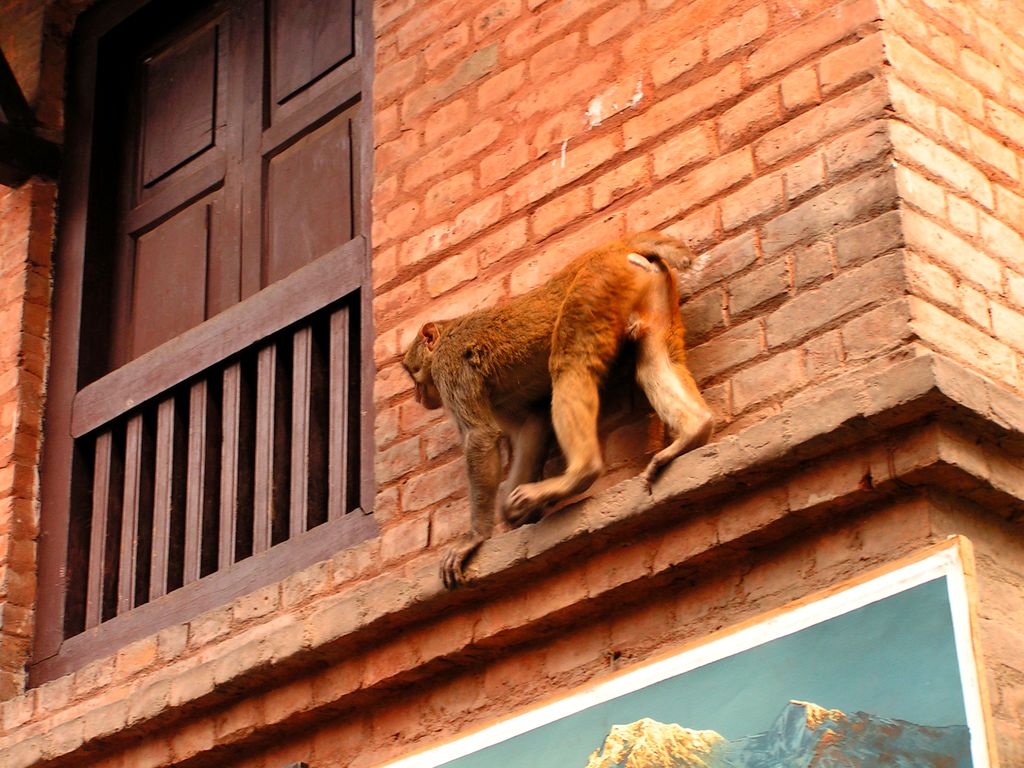 Holy monkey - Monkey Temple in Kathmandu