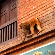 Holy monkey - Monkey Temple in Kathmandu