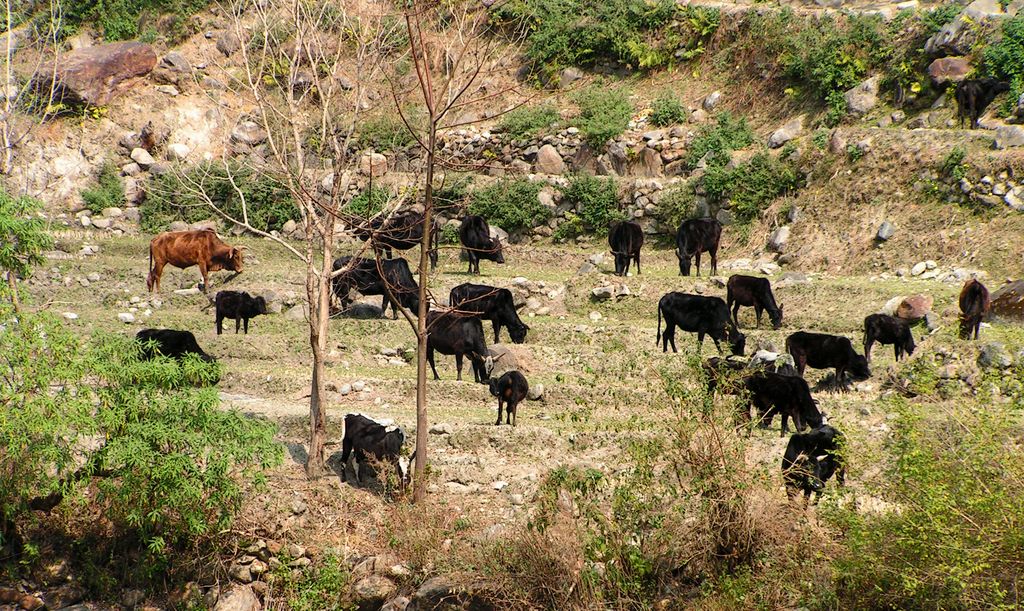 Nepal - a trek to Bahaun Danda 17