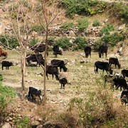 Nepal - a trek to Bahaun Danda 17