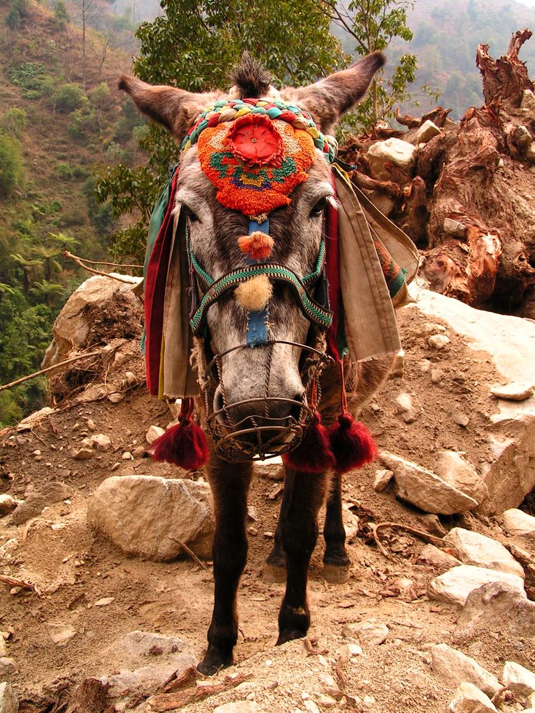 Nepal - trek to Chamje 09