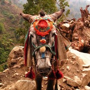 Nepal - trek to Chamje 09