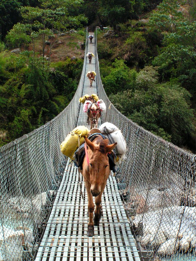 Nepal - donkeys everywhere