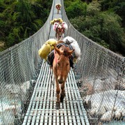 Nepal - donkeys everywhere