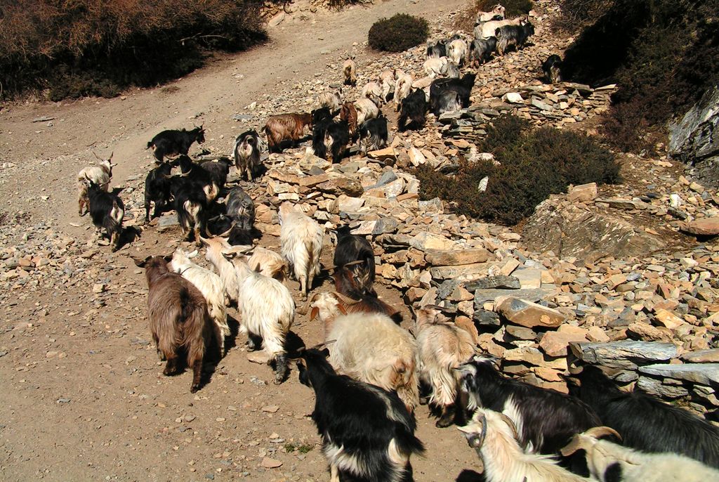 Nepal - trek to Manang 05