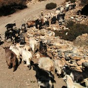 Nepal - trek to Manang 05