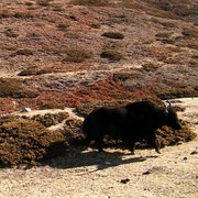 Nepal - trek to Yak Kharka - Tibetan yaks 01