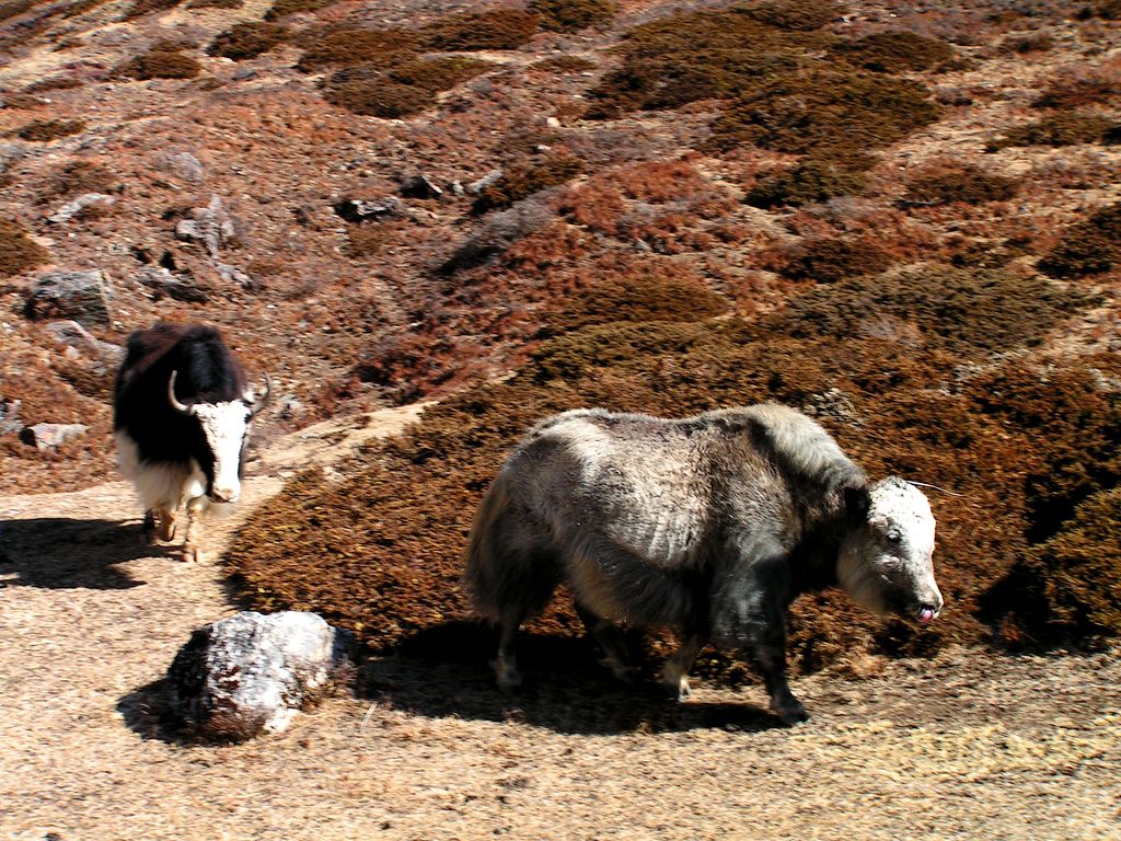 Nepal - trek to Yak Kharka - Tibetan yaks 02