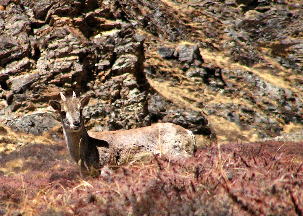 Nepal - trek to Thorong Phedi 03