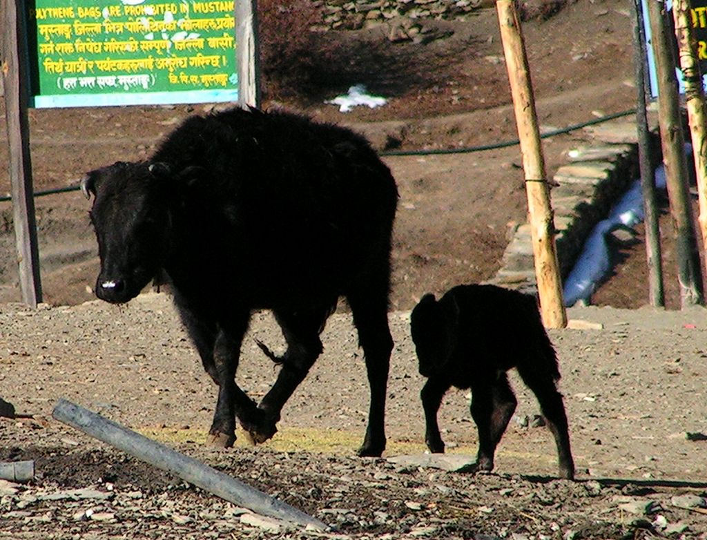 Nepal - Muktinath 03