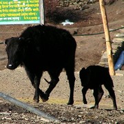 Nepal - Muktinath 03